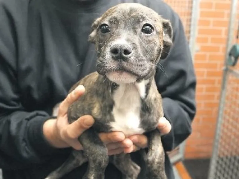 sbirka-pro-psy-9.b-01