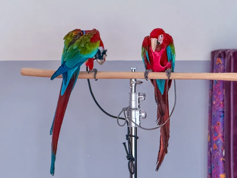 Papoušci_a_jeji_svět_přednáška_s_exotickými_ptáky