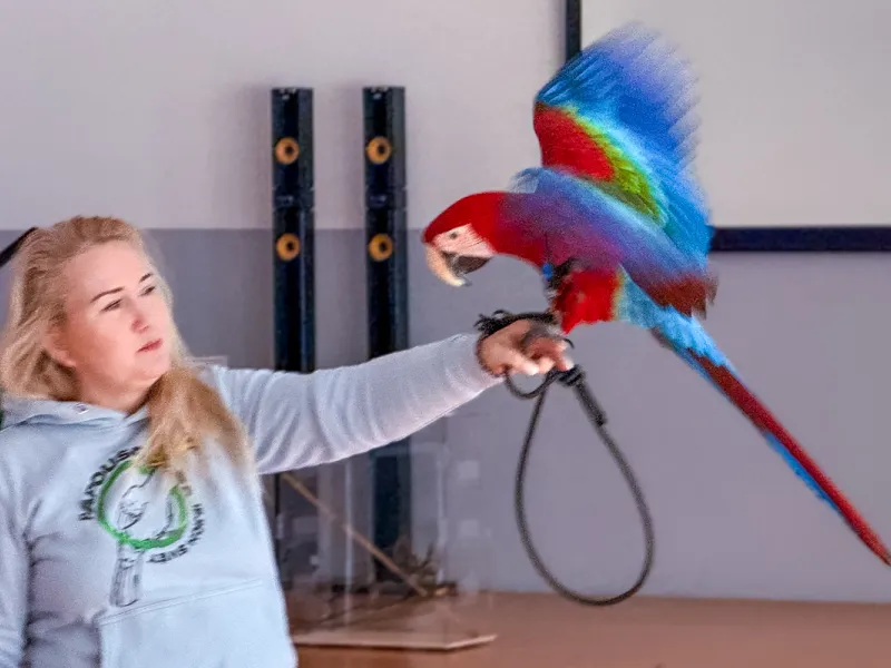 Papoušci_a_jeji_svět_přednáška_s_exotickými_ptáky