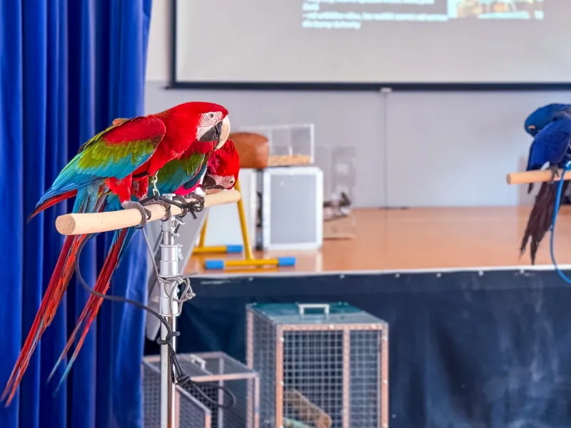 Papoušci_a_jeji_svět_přednáška_s_exotickými_ptáky