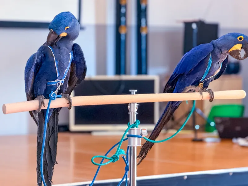 Papoušci_a_jeji_svět_přednáška_s_exotickými_ptáky