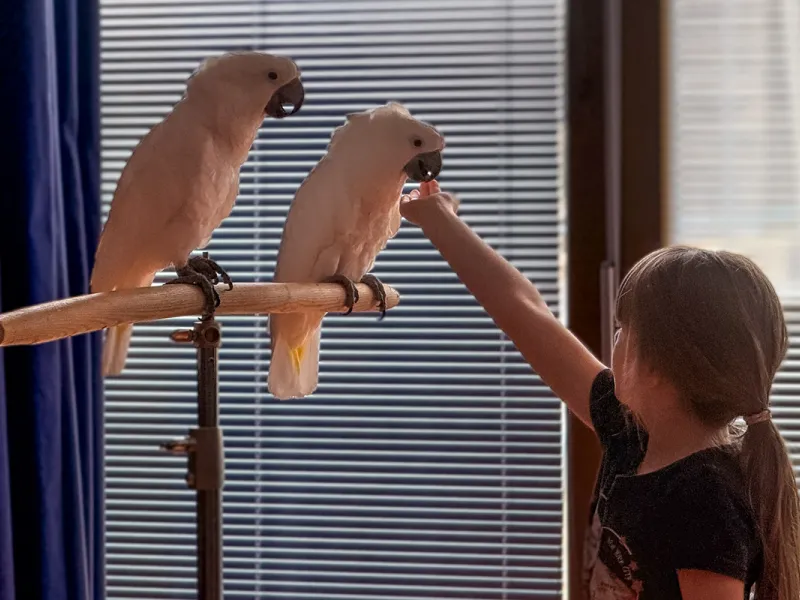 Papoušci_a_jeji_svět_přednáška_s_exotickými_ptáky