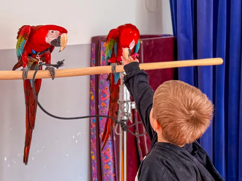 Papoušci_a_jeji_svět_přednáška_s_exotickými_ptáky