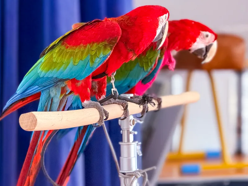 Papoušci_a_jeji_svět_přednáška_s_exotickými_ptáky