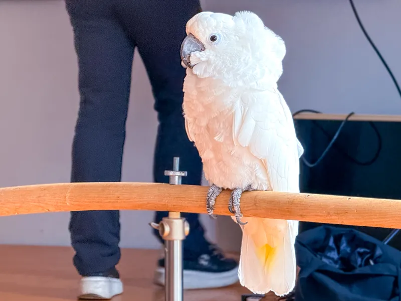 Papoušci_a_jeji_svět_přednáška_s_exotickými_ptáky