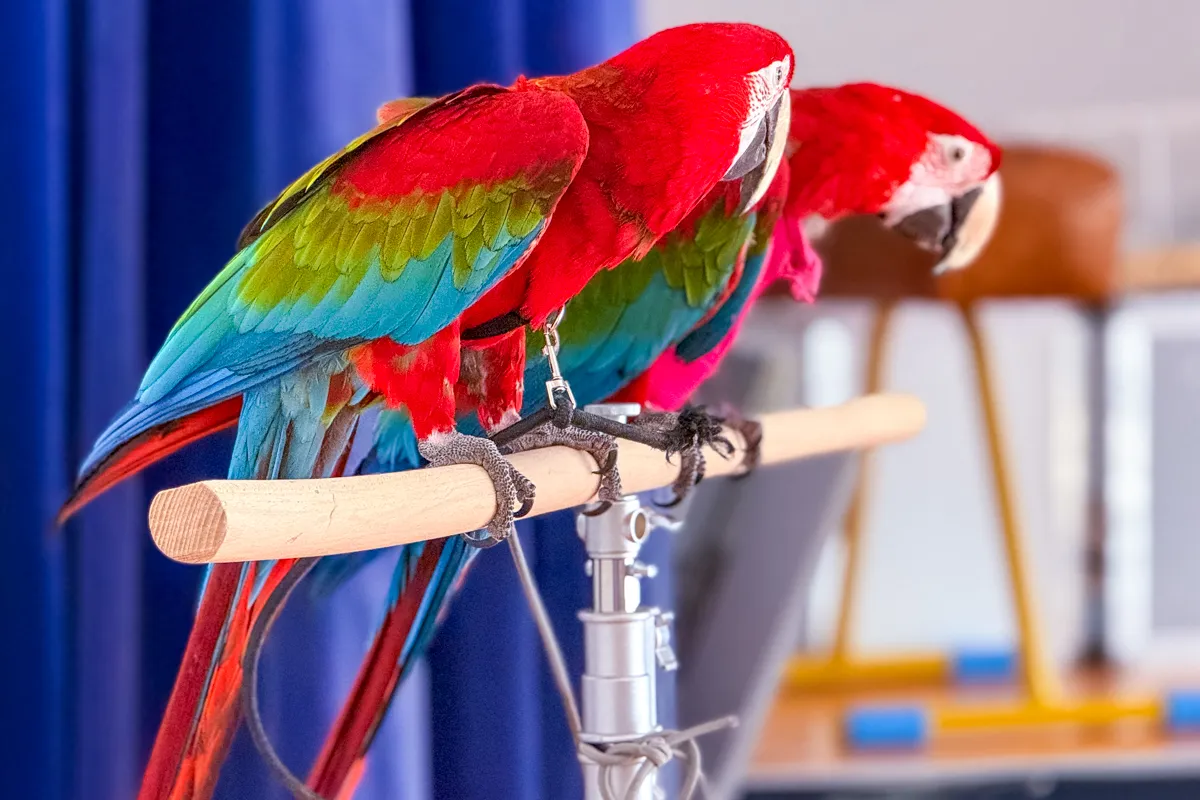 Papoušci_a_jeji_svět_přednáška_s_exotickými_ptáky